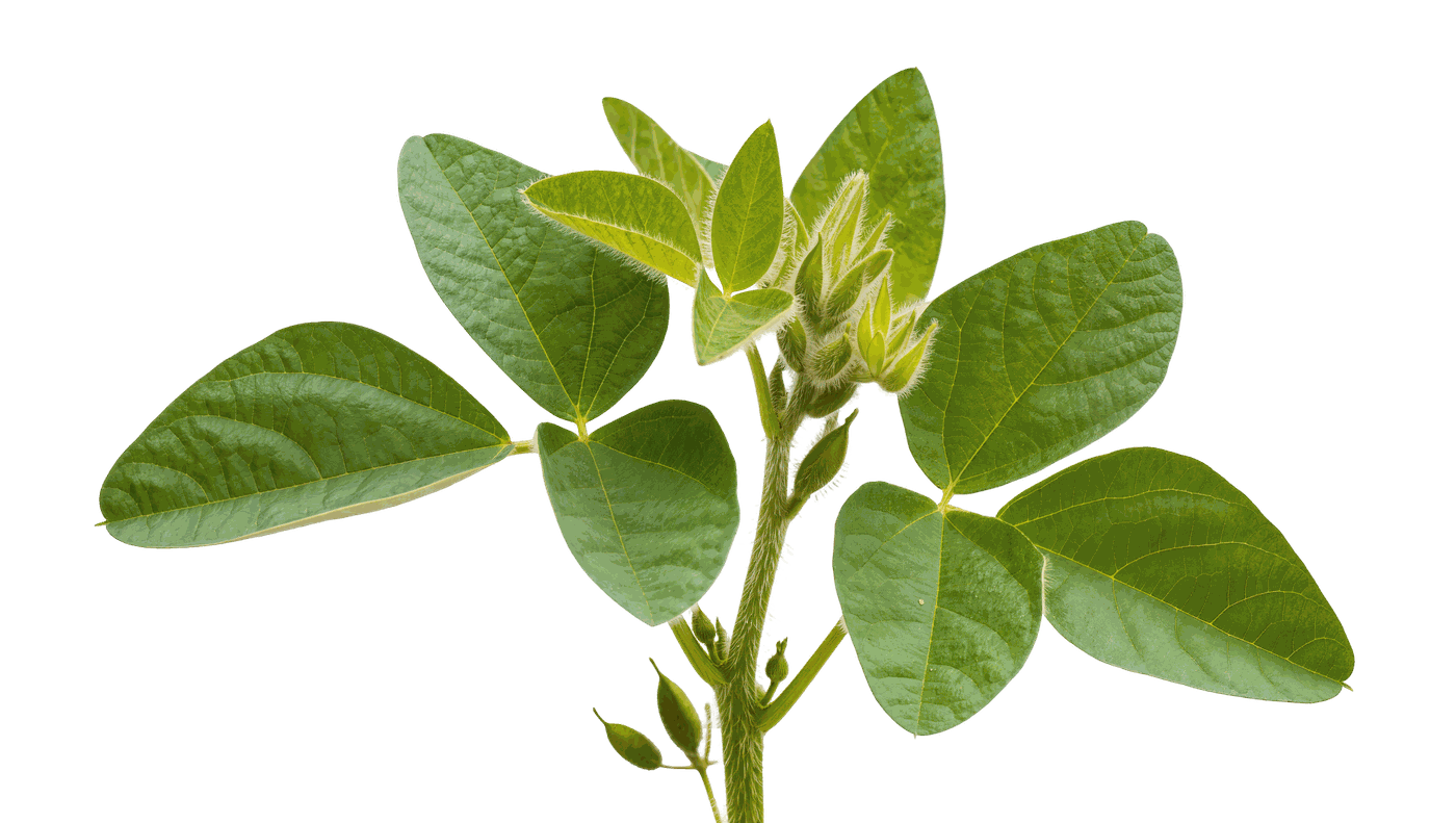 Planta de soja em desenvolvimento