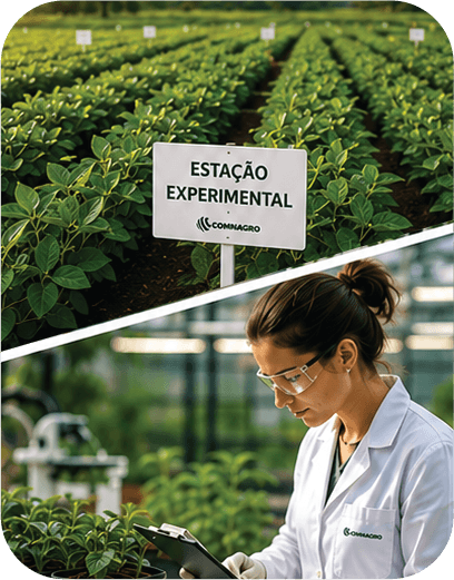 Estação experimental Comnagro: campo de pesquisa e análise em laboratório
